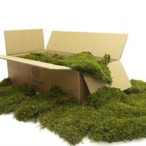 lappenmos-gepreserveerd